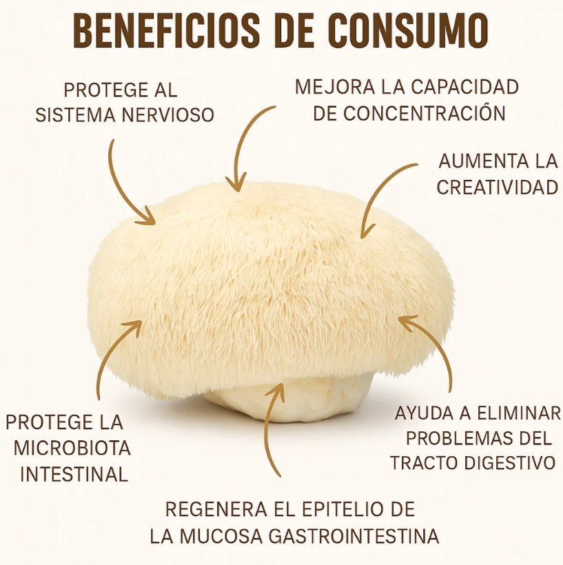 MELENA DE LEÓN FORTIFICADA